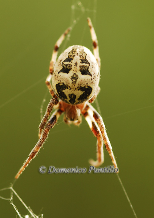 Larinoides cornutus